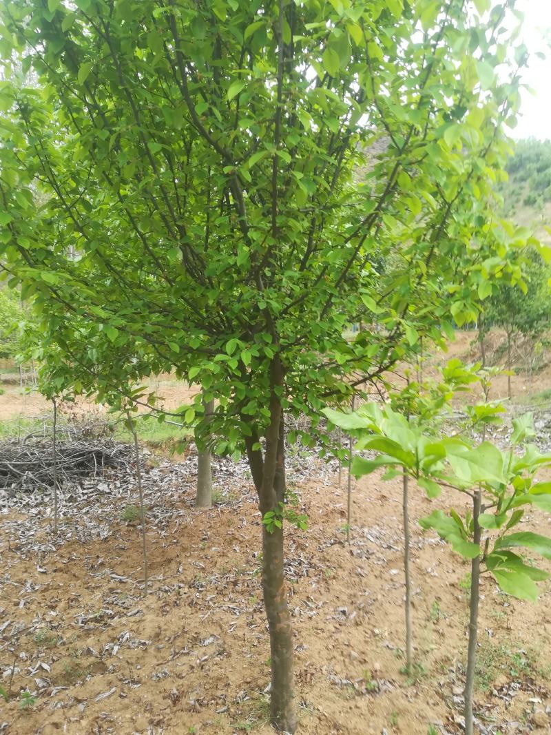 木瓜7到10公分量大有货源自家苗子