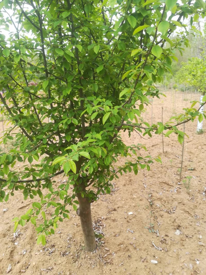 木瓜7到10公分量大有货源自家苗子