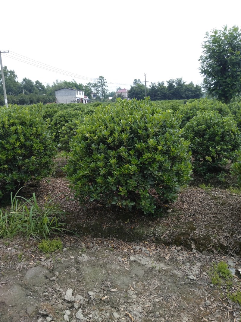 海桐球宝香珠海桐苗，80—120cm大，基地直销