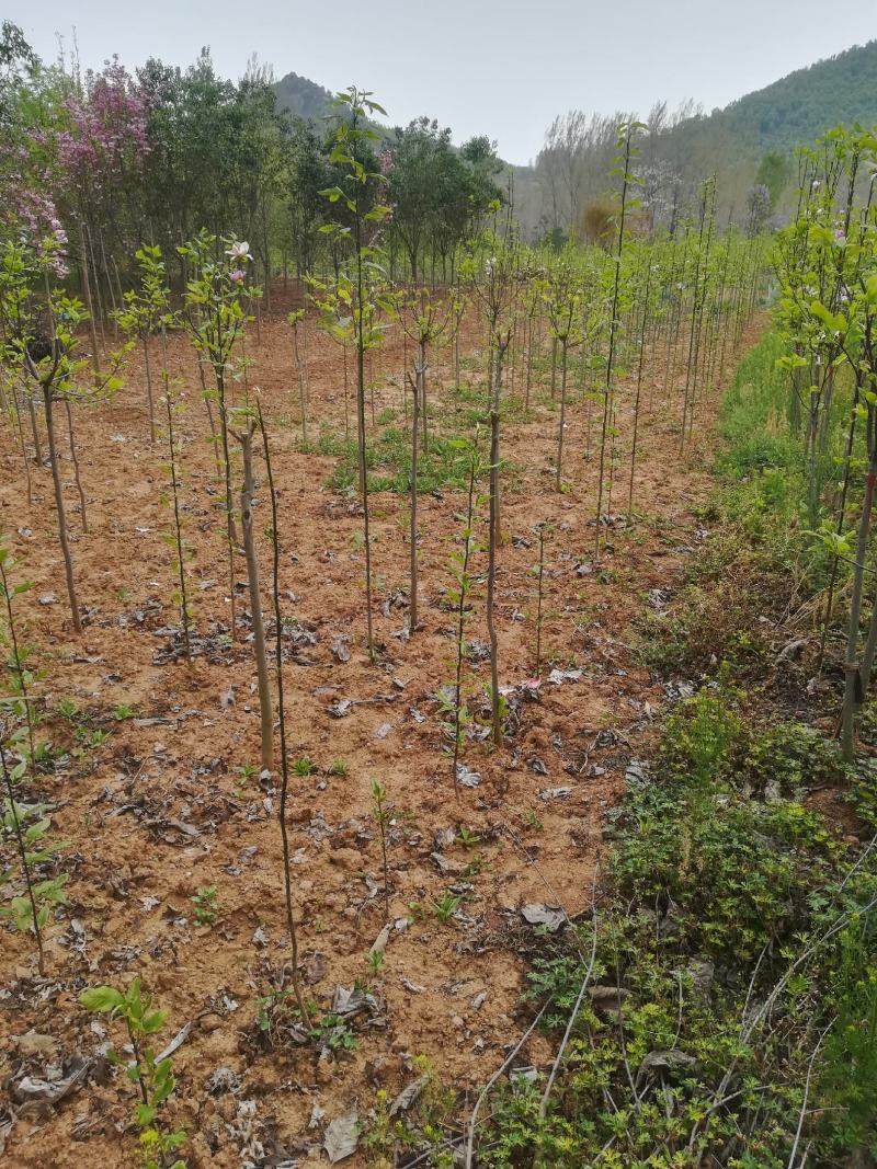 玉兰树，2年苗，3年苗，3一15公分大树