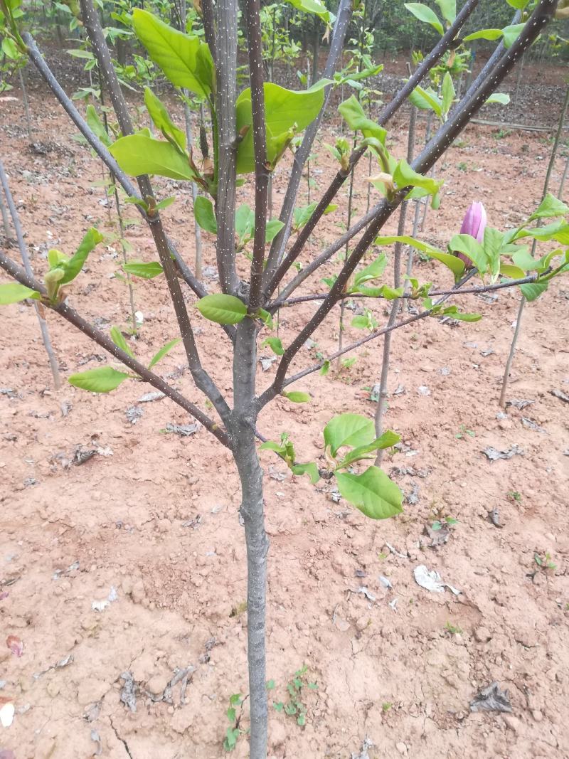 玉兰树，2年苗，3年苗，3一15公分大树