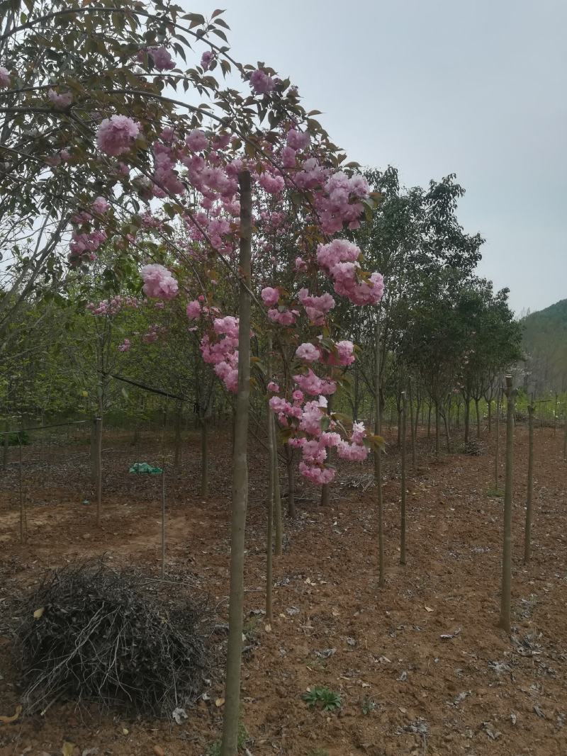 玉兰树，2年苗，3年苗，3一15公分大树