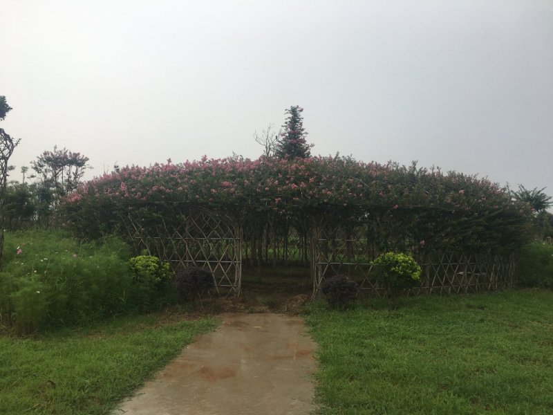 紫薇造型工程施工长期承接工程施工资质齐全欢迎面谈