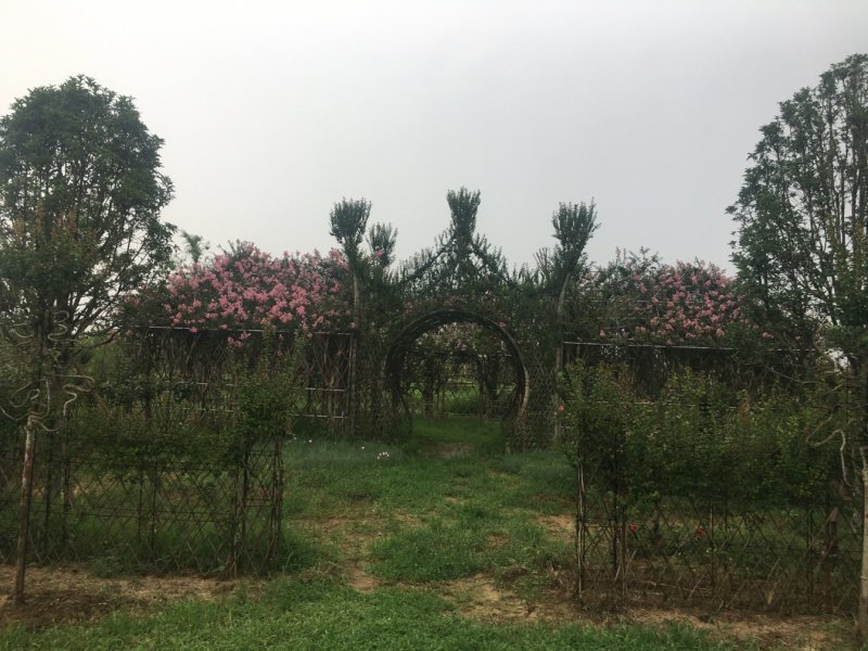 紫薇造型工程施工长期承接工程施工资质齐全欢迎面谈