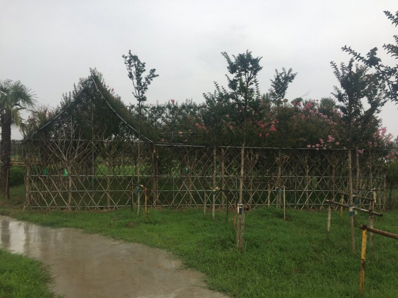 紫薇造型工程施工长期承接工程施工资质齐全欢迎面谈