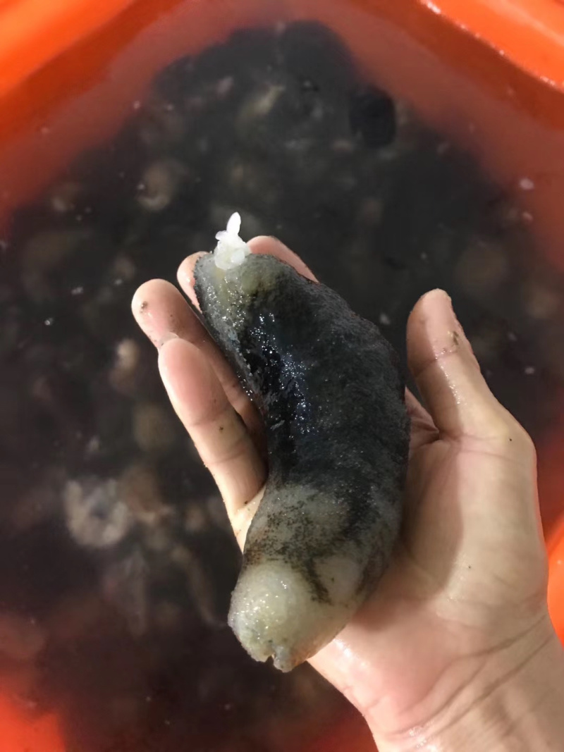 非洲参海参新品口感好有弹性（有量的老板私聊）