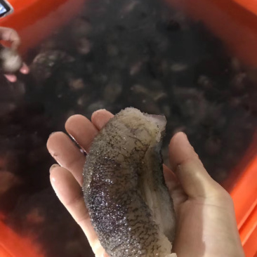 非洲参海参新品口感好有弹性（有量的老板私聊）