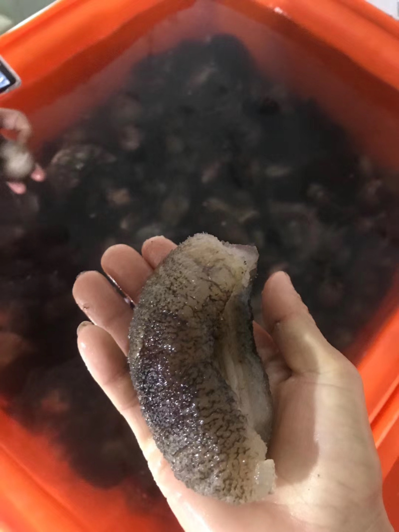 非洲参海参新品口感好有弹性（有量的老板私聊）