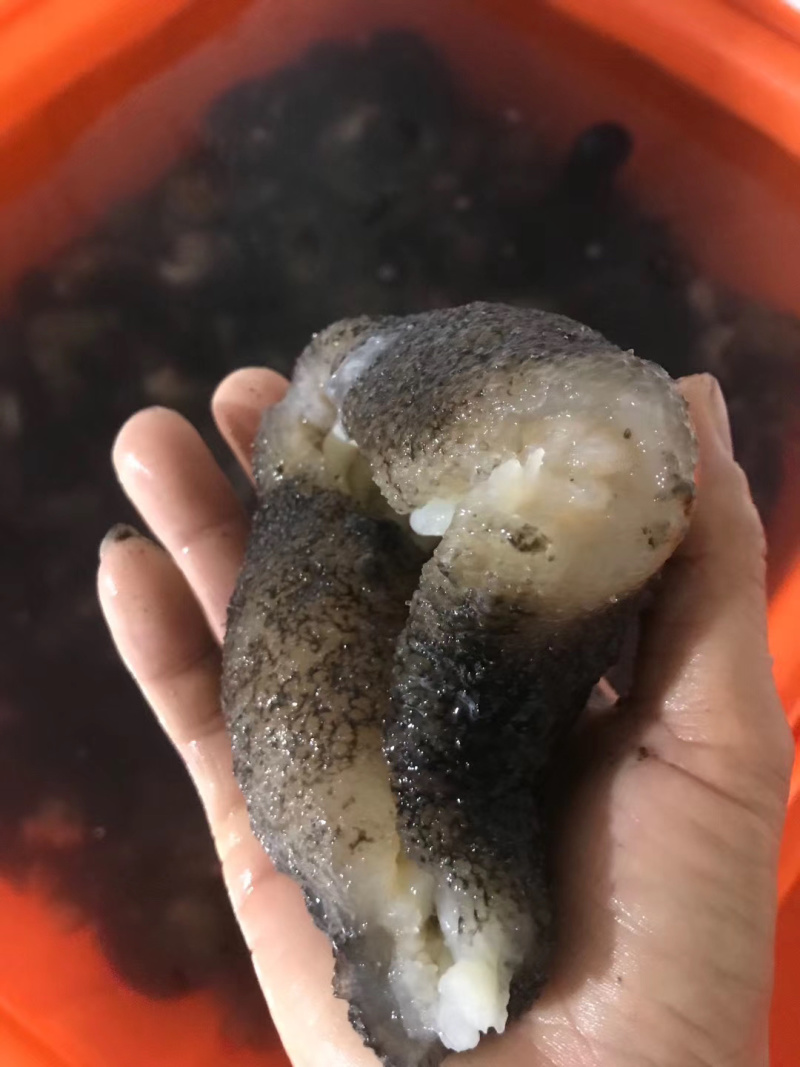 非洲参海参新品口感好有弹性（有量的老板私聊）