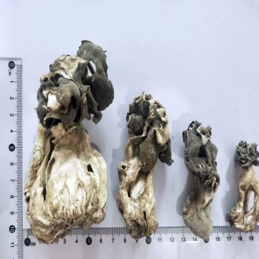 新疆巴楚蘑菇胡杨树蘑菇梧桐菇邹柄羊肚菌