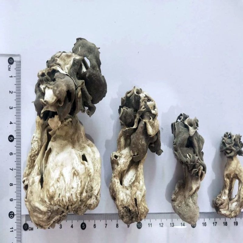 新疆巴楚蘑菇胡杨树蘑菇梧桐菇邹柄羊肚菌
