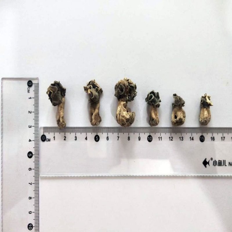 新疆巴楚蘑菇胡杨树蘑菇梧桐菇邹柄羊肚菌