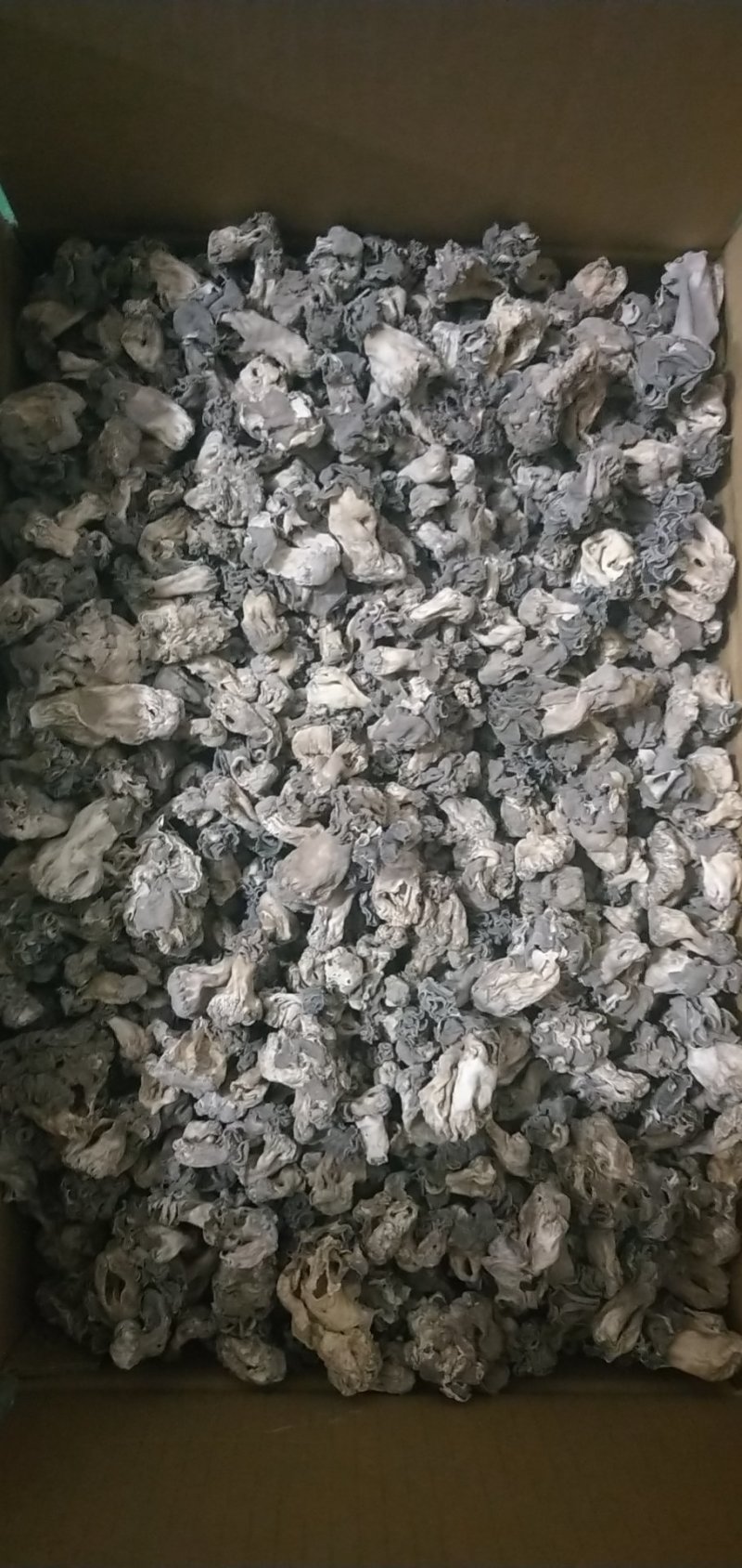 新疆巴楚蘑菇胡杨树蘑菇梧桐菇邹柄羊肚菌
