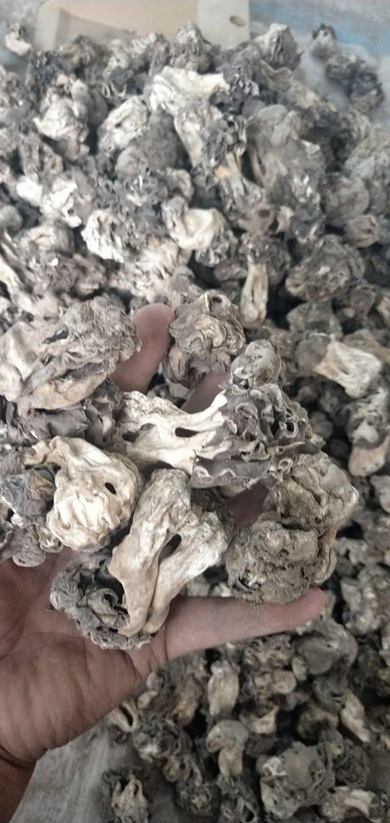新疆巴楚蘑菇胡杨树蘑菇梧桐菇邹柄羊肚菌