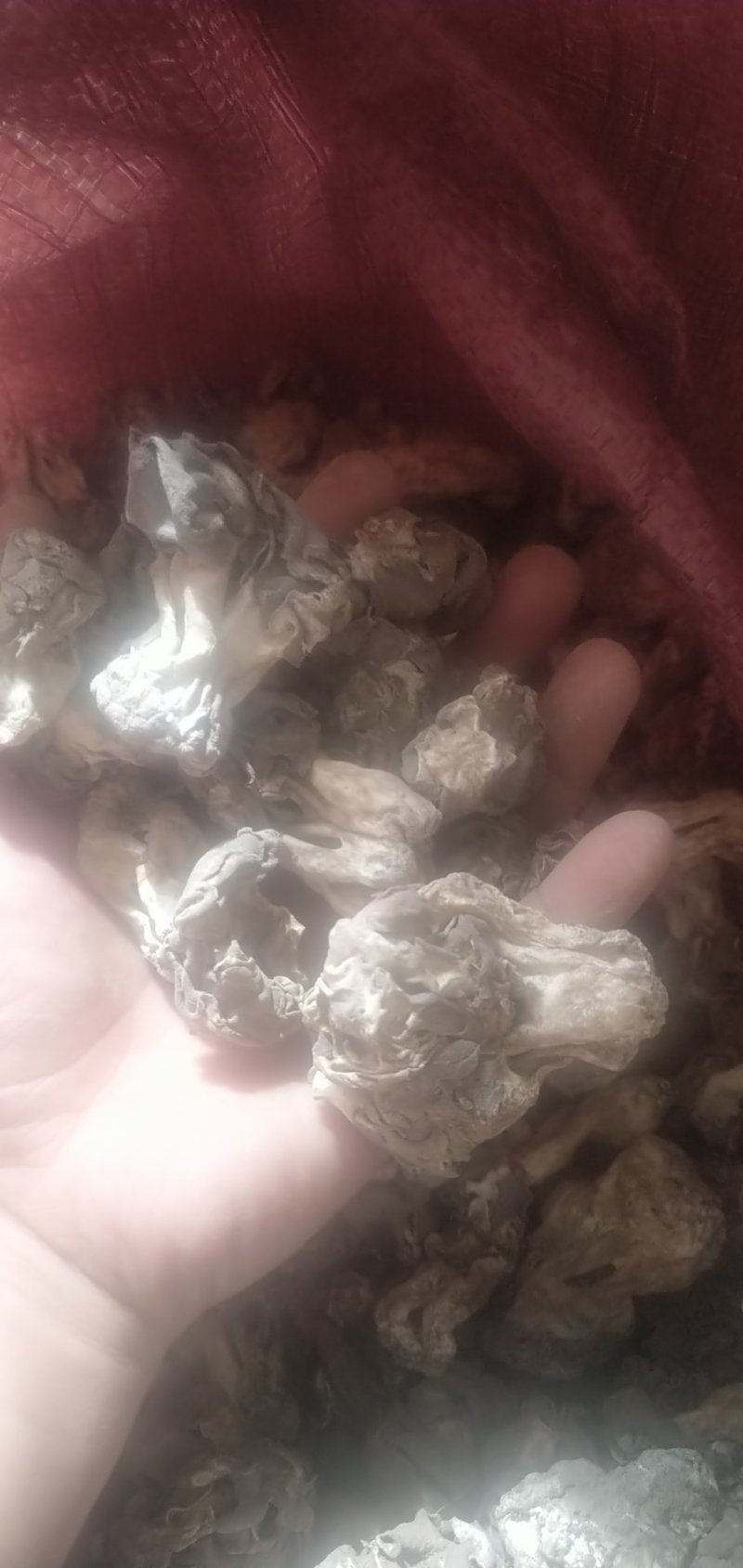 新疆巴楚蘑菇胡杨树蘑菇梧桐菇邹柄羊肚菌
