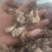 新疆巴楚蘑菇胡杨树蘑菇梧桐菇邹柄羊肚菌