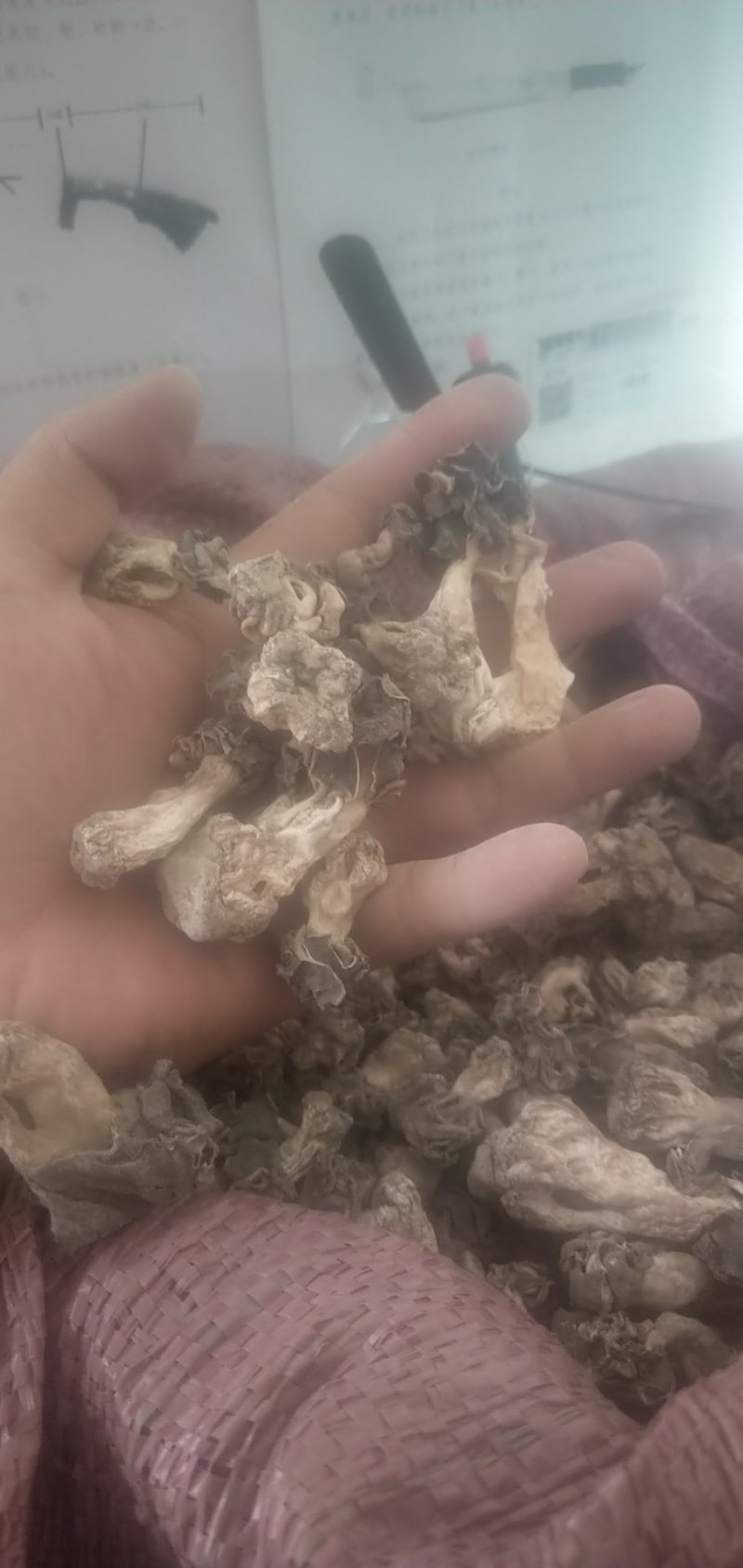 新疆巴楚蘑菇胡杨树蘑菇梧桐菇邹柄羊肚菌