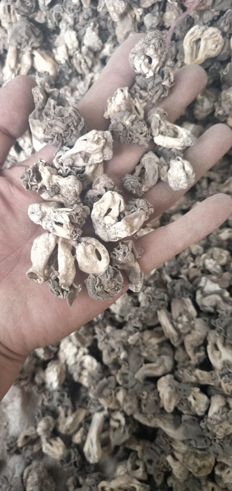 新疆巴楚蘑菇胡杨树蘑菇梧桐菇邹柄羊肚菌