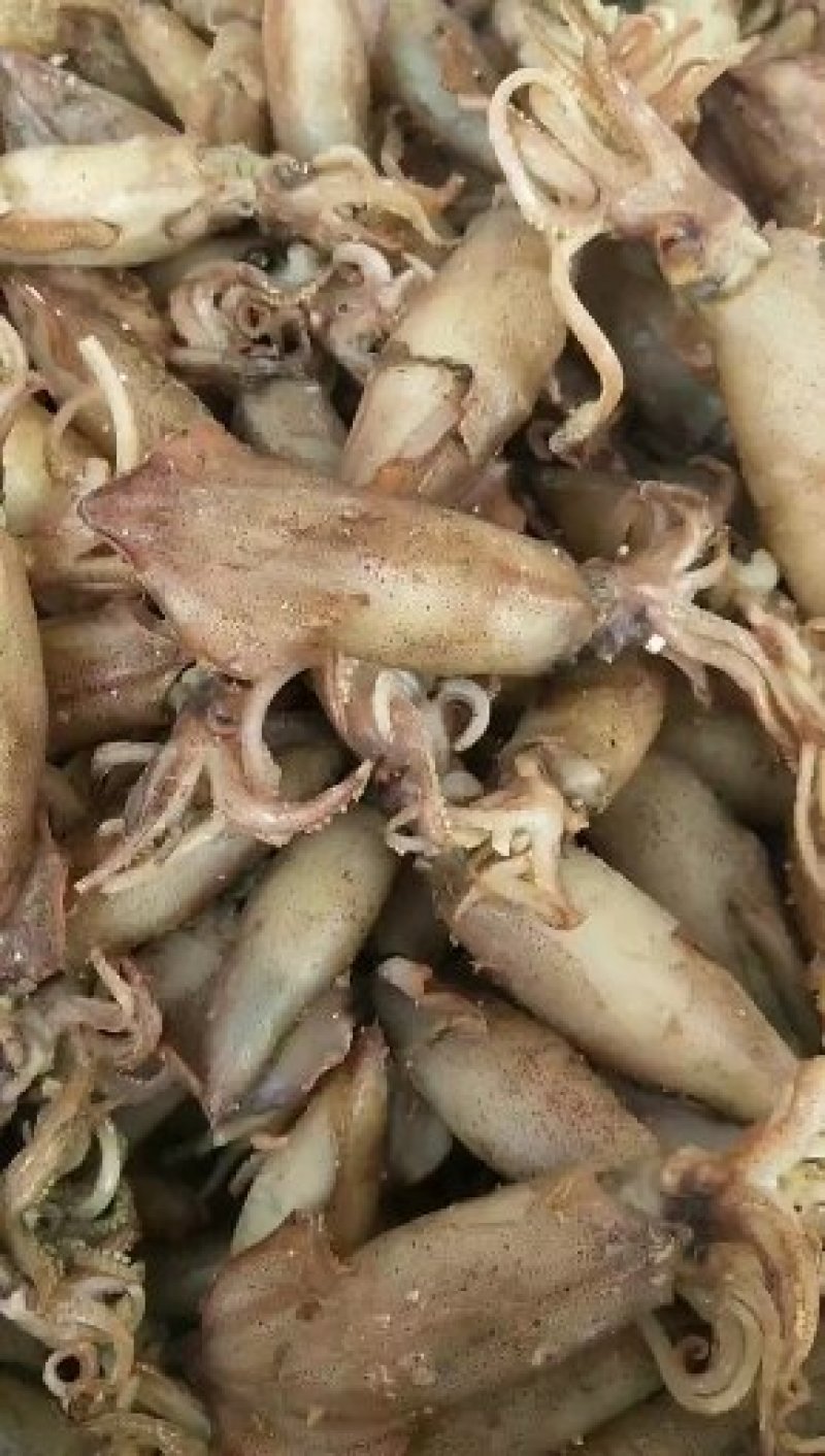 带籽全籽干海兔干笔管.每一个都满籽！带籽笔管
