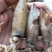 带籽全籽干海兔干笔管.每一个都满籽！带籽笔管