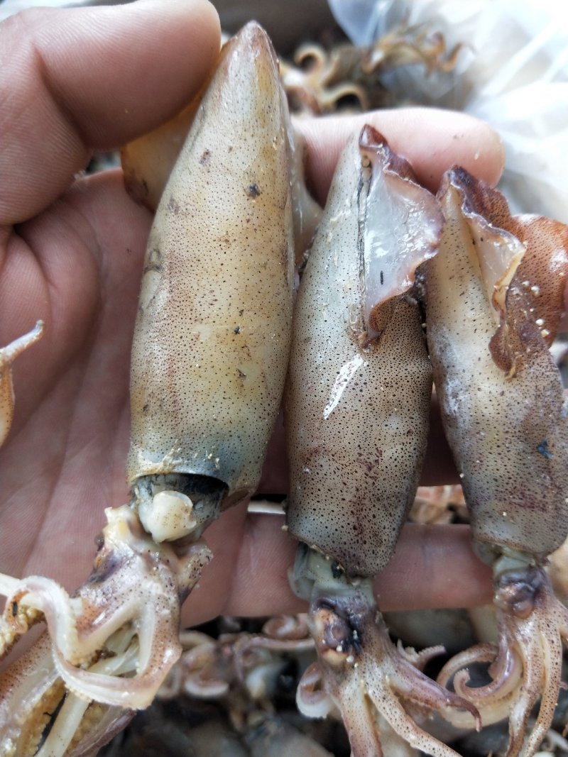 带籽全籽干海兔干笔管.每一个都满籽！带籽笔管