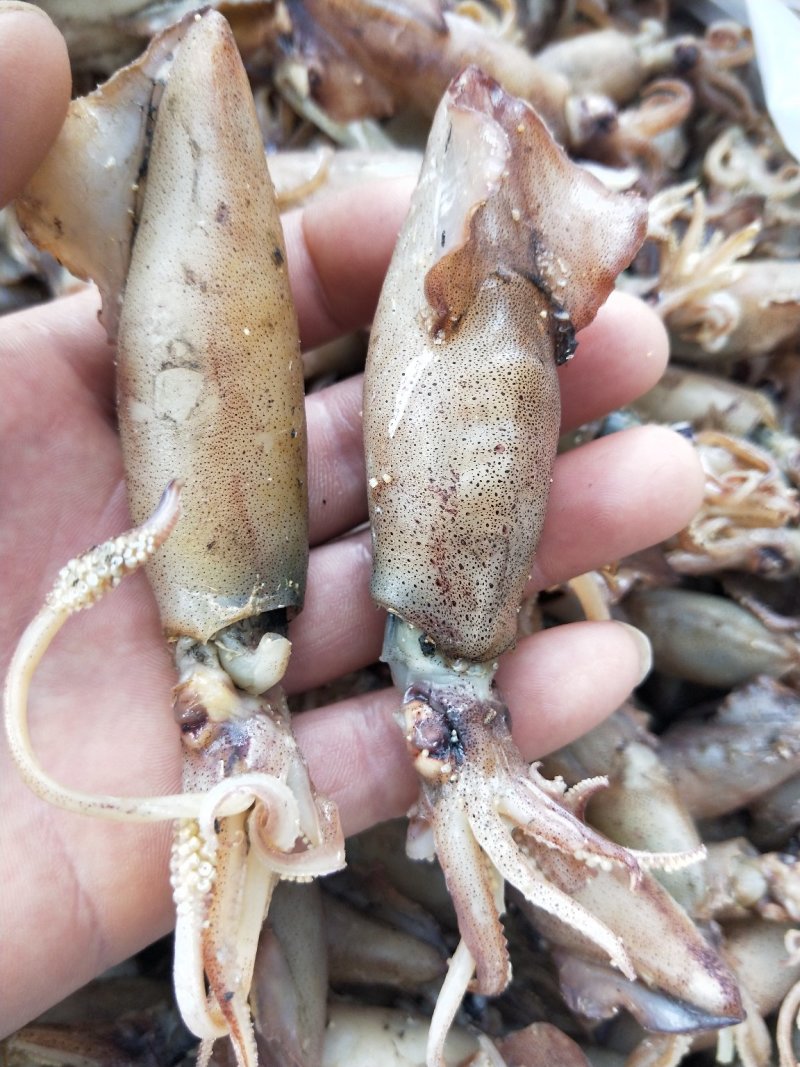 带籽全籽干海兔干笔管.每一个都满籽！带籽笔管