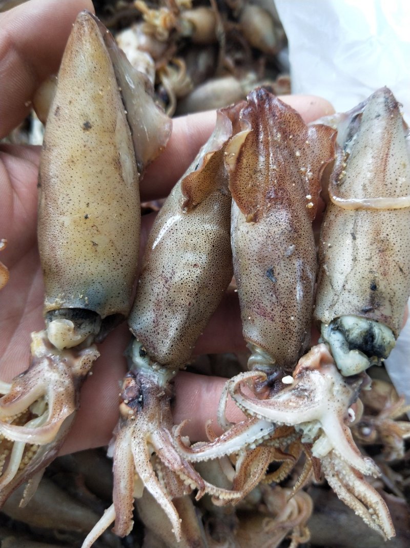 带籽全籽干海兔干笔管.每一个都满籽！带籽笔管