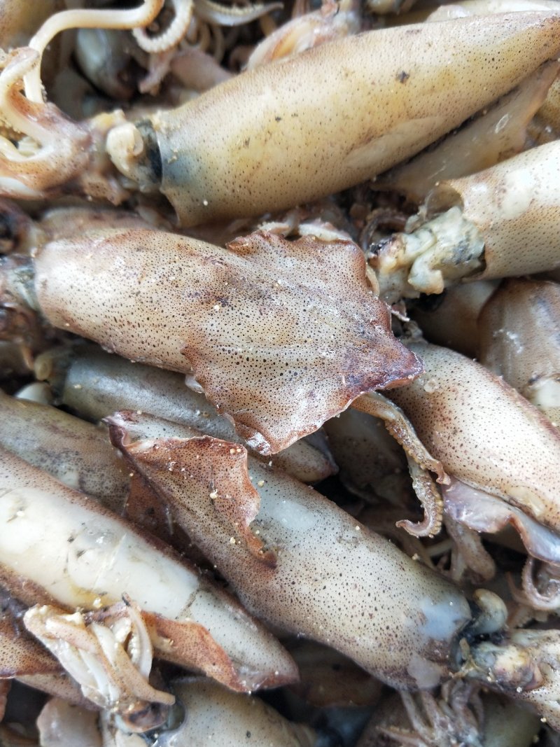 带籽全籽干海兔干笔管.每一个都满籽！带籽笔管