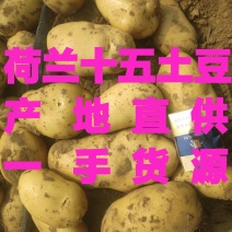 土豆荷兰土豆产地直供，肉质鲜美量大从优