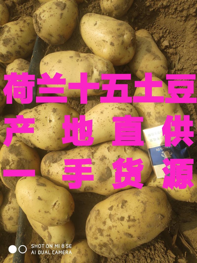 土豆荷兰土豆产地直供，肉质鲜美量大从优