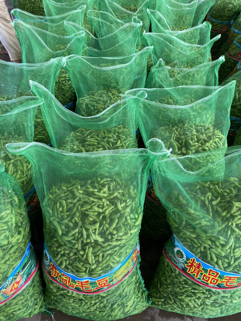湖北当阳绿宝石毛豆大量上市基地直供可视频看货