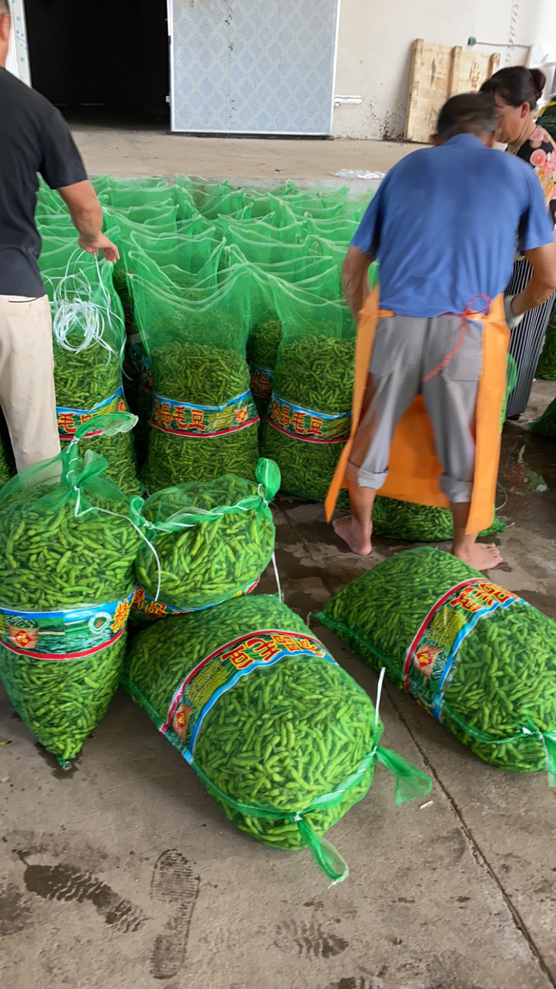 湖北当阳绿宝石毛豆大量上市基地直供可视频看货