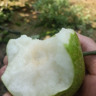 青皮细腻脆冠梨，糖份高，口感化渣