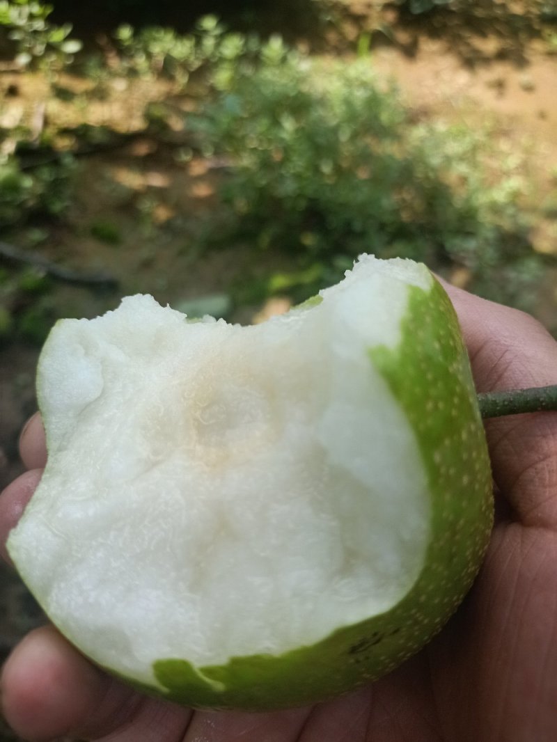 青皮细腻脆冠梨，糖份高，口感化渣