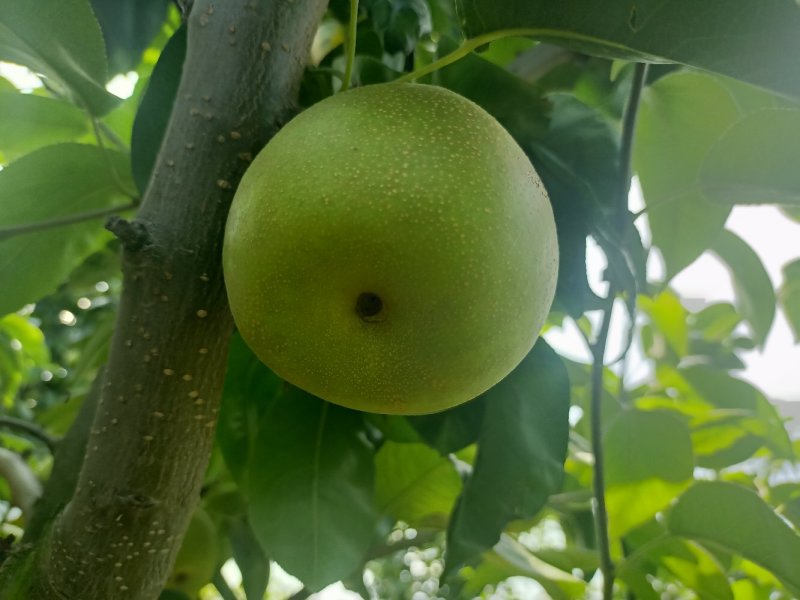 青皮细腻脆冠梨，糖份高，口感化渣