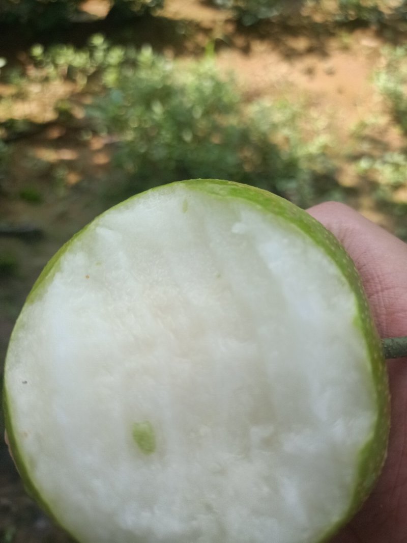 青皮细腻脆冠梨，糖份高，口感化渣