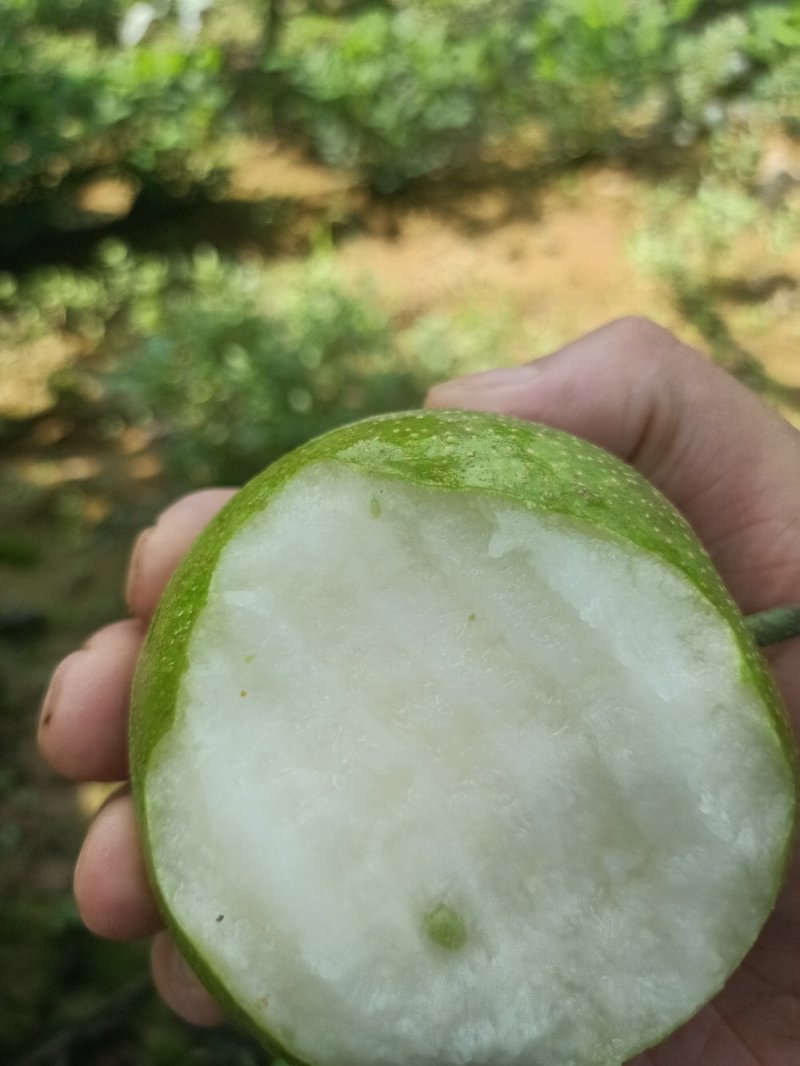 青皮细腻脆冠梨，糖份高，口感化渣