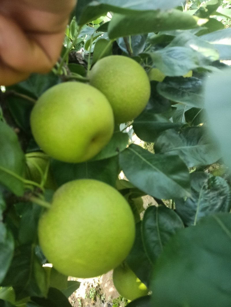 青皮细腻脆冠梨，糖份高，口感化渣
