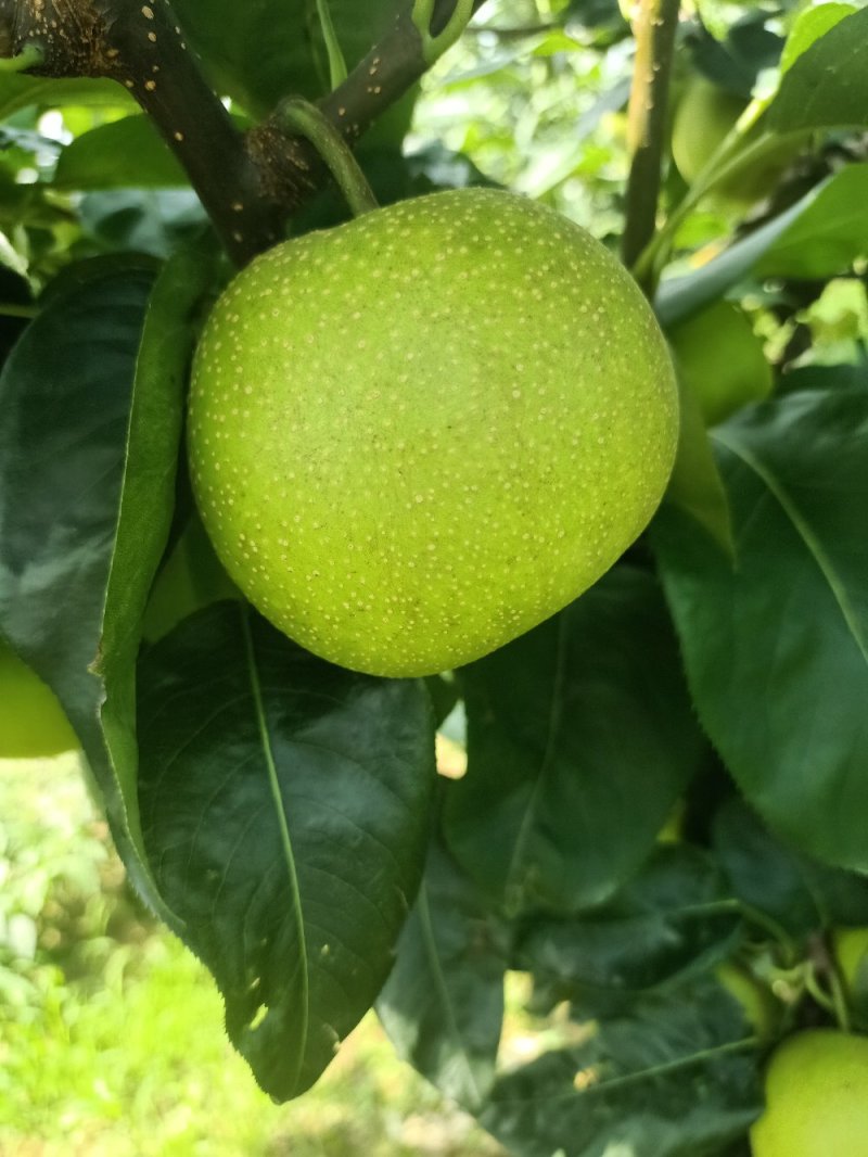 青皮细腻脆冠梨，糖份高，口感化渣