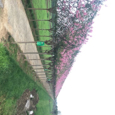 紫薇造型工程施工长期承接工程施工资质齐全欢迎面谈