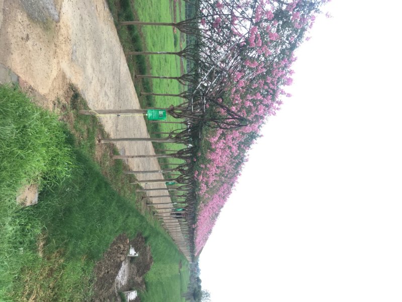 紫薇造型工程施工长期承接工程施工资质齐全欢迎面谈