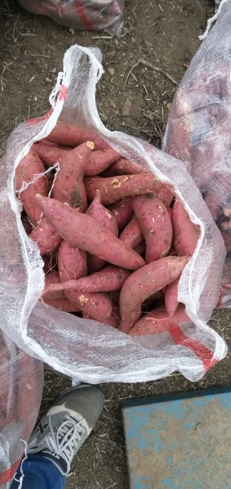 【荐】精品红薯西瓜红红薯（普薯三二红薯）批发市场电商供货