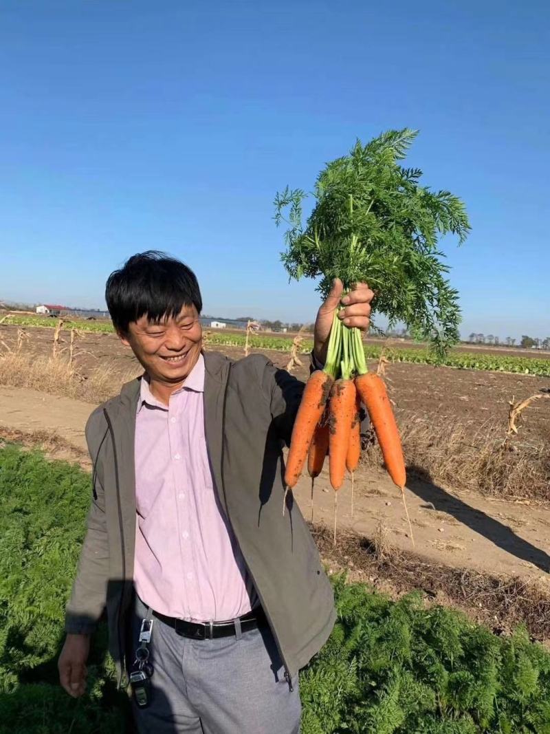 红图腾88迈巴顿红心胡萝卜种子籽杂交一代品种种子