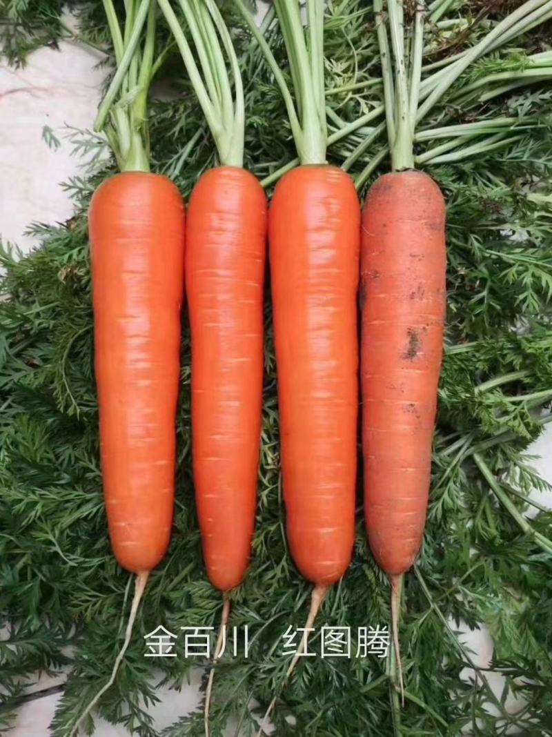 红图腾88迈巴顿红心胡萝卜种子籽杂交一代品种种子