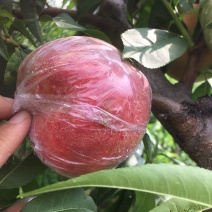 毛桃