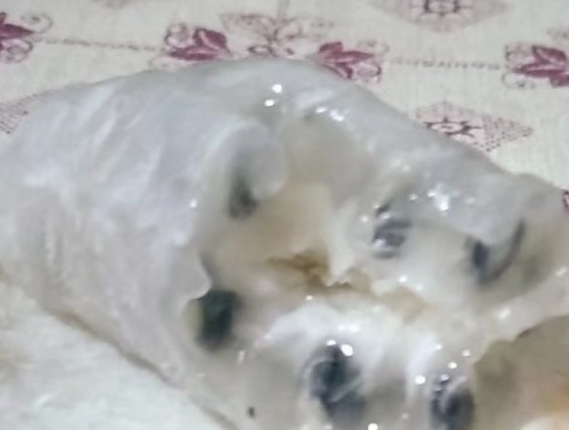 精品少籽八月瓜批发，苗木批发，百利种植基地