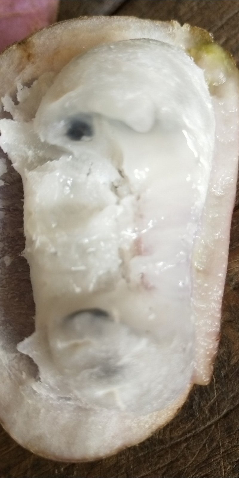 精品少籽八月瓜批发，苗木批发，百利种植基地