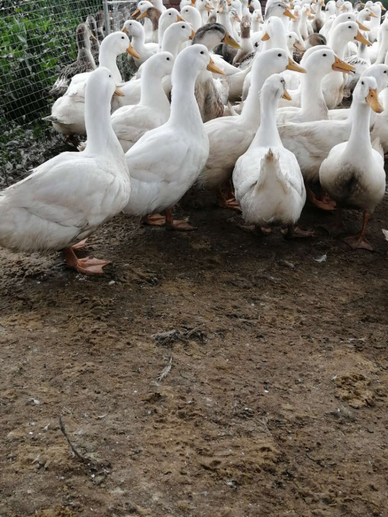 白鸭樱桃谷白鸭大白鸭小白鸭淘汰白鸭