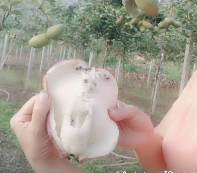 精品少籽八月瓜批发，苗木批发，百利种植基地