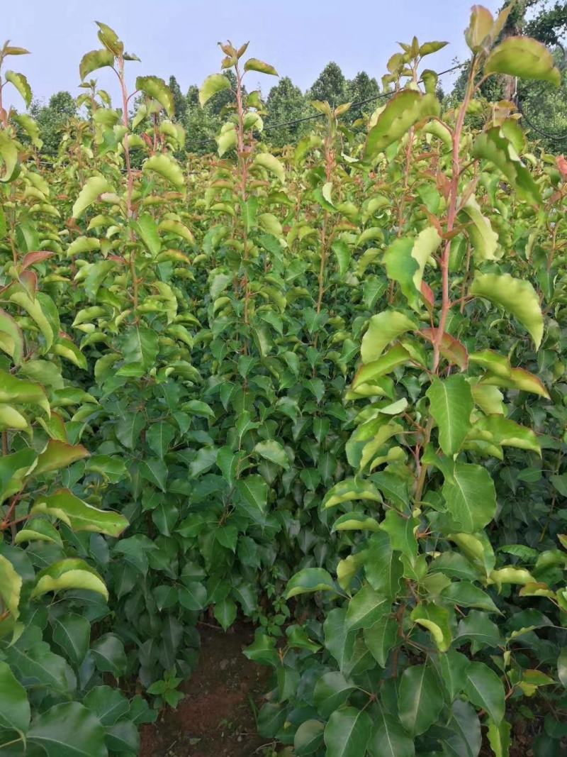 彩叶豆梨，豆梨秋火焰，豆梨小苗，彩叶豆梨产地树苗
